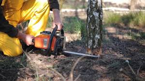 How Our Tree Care Process Works  in  Island Park, NY