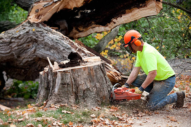 Reliable Island Park, NY Tree Care Services Solutions